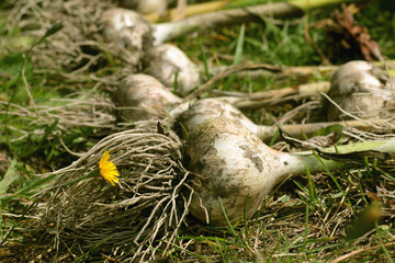 Naklejka na ściany i meble Garlic harvested from the garden