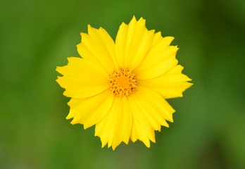 Sun Eye - yellow Blossom