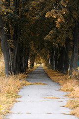 Park walkway