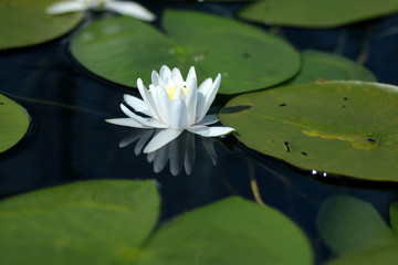 white water lily
