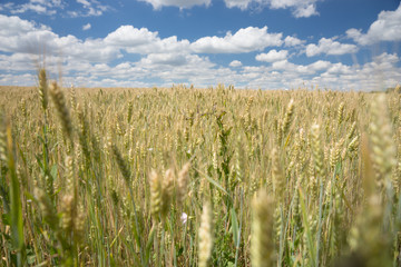 Ripening ears of wheat in an agricultural field