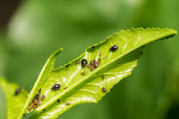 Aphids (Plant lice) on a cherry tree leaf