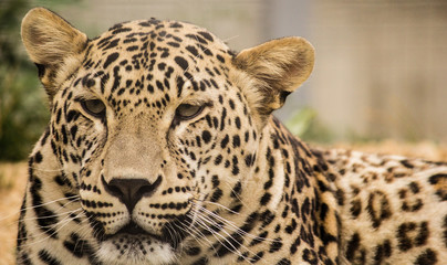 Leopard in the zoo