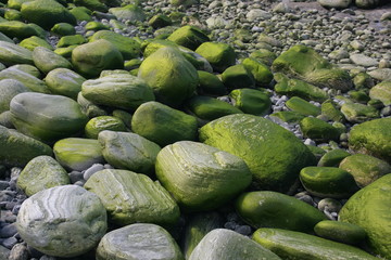 algenbewachsene Steine