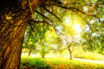 Auszeit, Entspannung, Einladung zum Träumen: Wald im Herbst :) © doris oberfrank-list