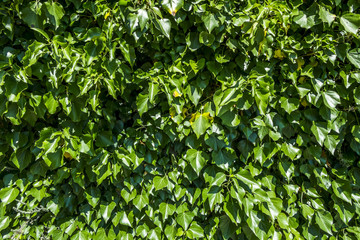 Obraz premium Background of green foliage in sunnyday