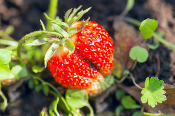 Strawberry plant, outdoor shot