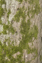 Old wood tree background or texture.
