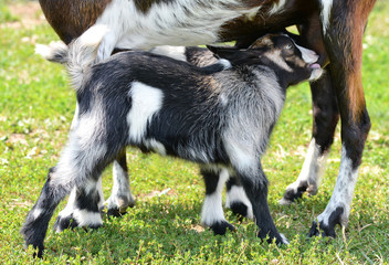 Naklejka na ściany i meble Little kid and goat mom/Little kid with mom drinks milk on farm