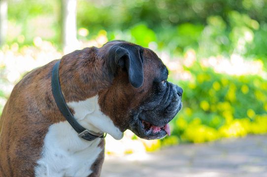 Close-up of a boxer