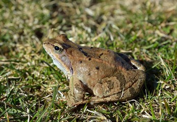The Common Frog, Rana temporaria also known as the European Common Frog