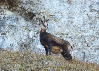 Chamois ( Rupicapra rupicapra)
