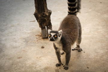 Lemur