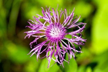 Purple Knapweed (centaurea jacea) in a forest closeup