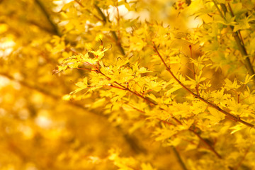 Japanese maple (acer palmatum), yellow leaves 