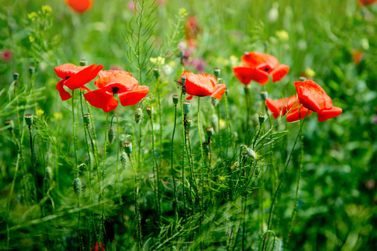 Red poppies on a green meadow