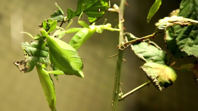 Climbing leaf insects in a terrarium.
