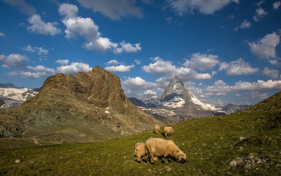 Swiss beauty, sheeps under breathtaking Matterhorn
