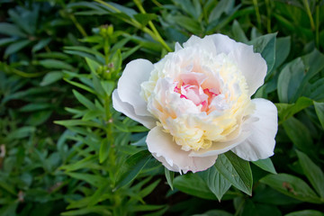 bloom beautiful white flowers peonies