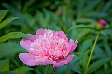 Bright pink and white peony ib summer