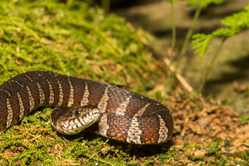 Northern Water Snake