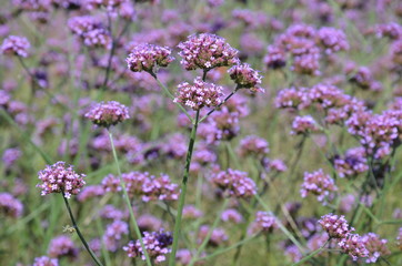 Lila Blumenwiese - Argentinisches Eisenkraut 