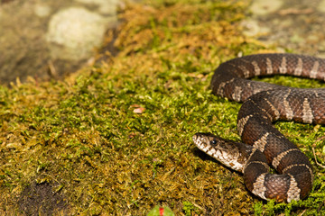 Northern Water Snake