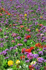 Viele bunte Sommerblumen - Zinnien und Eisenkraut
