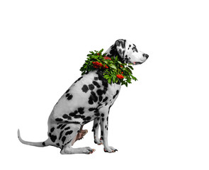 Portrait of a dalmatian dog with orange mountain ash wreath arou