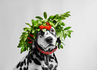 Portrait of dalmatian dog