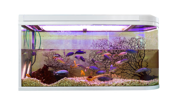 Beautiful aquarium with tropical fish (Pseudotropheus demasoni)