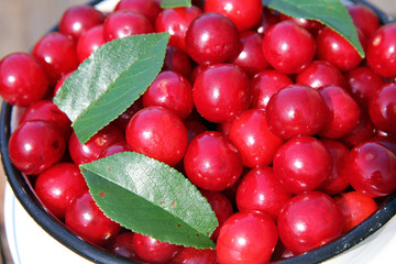 Appetizing red cherries with green leaves
