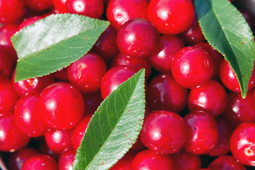 Appetizing red cherries with green leaves