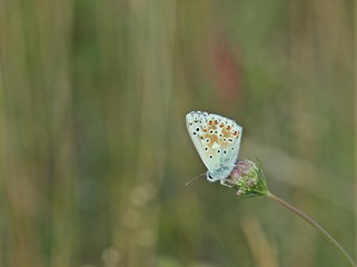 Silbergrüner Bläuling (Polyommatus coridon) auf Knospe der Wilden Möhre (Daucus carota)