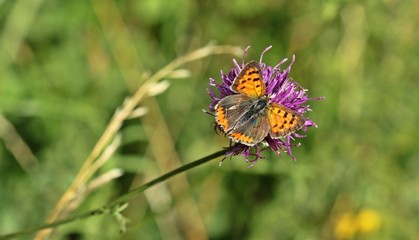 Kleiner Feuerfalter (Lycaena phlaeas) auf Skabiosen-Flockenblume (Centaurea scabiosa) 