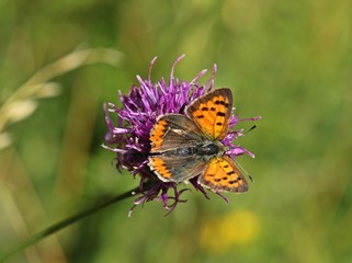 Kleiner Feuerfalter (Lycaena phlaeas) auf Skabiosen-Flockenblume (Centaurea scabiosa) 