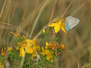 Männlicher Silbergrüner Bläuling (Polyommatus coridon) auf Johanniskraut 