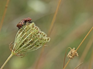 Streifenwanzen (Graphosoma lineatum) bei der Paarung auf Wilder Möhre 
