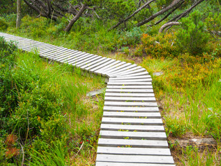 Wooden hiking trail