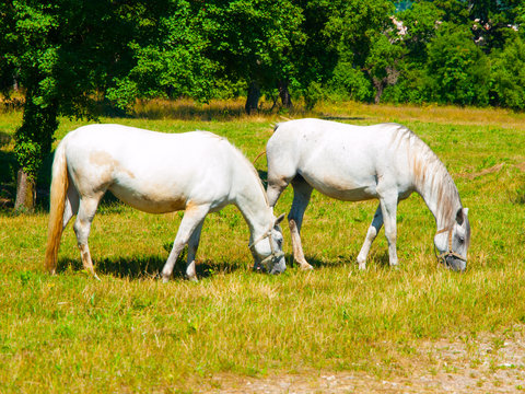 White Lipizzaners grazing