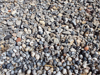 Seashore of shells and stones closeup