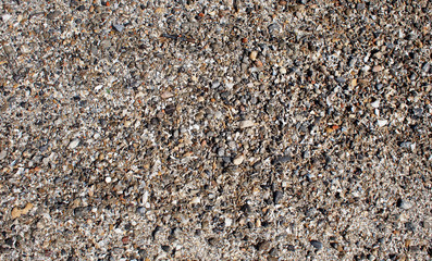 Seashore of shells and stones closeup