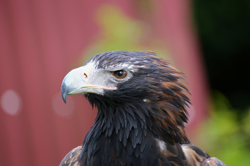 Flugschau mit Adler