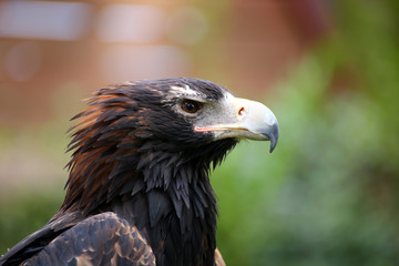 Flugschau mit Adler