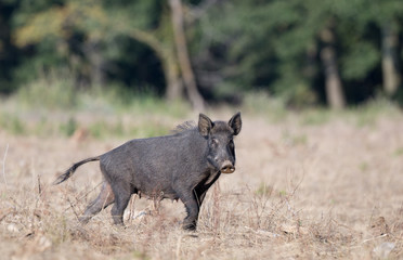Wild boar on meadow