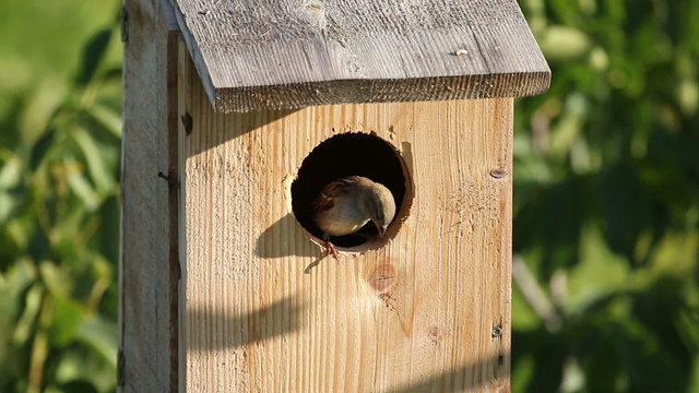 A small birds nesting in a nest box. Sparrows flying around the nest box and going inside of the nest box hole.