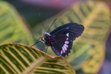 Fototapeta na wymiar papillon 