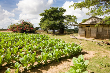 Fototapeta na wymiar Tobacco plantation, Cuba