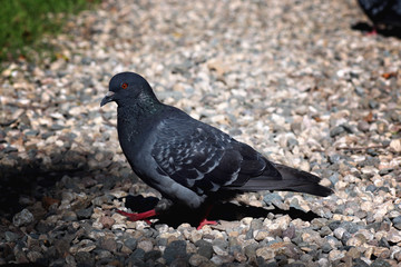 pigeons in the square