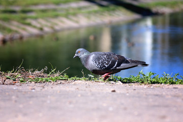 pigeons in the square
